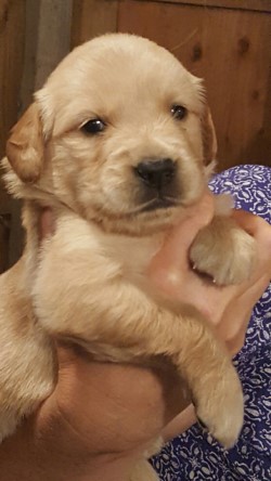 Medium Photo #1 Golden Retriever Puppy For Sale in OLYMPIA, WA, USA