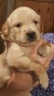 Small Photo #1 Golden Retriever Puppy For Sale in OLYMPIA, WA, USA