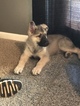 Small Photo #30 German Shepherd Dog Puppy For Sale in BARTLETTSVILLE, IN, USA