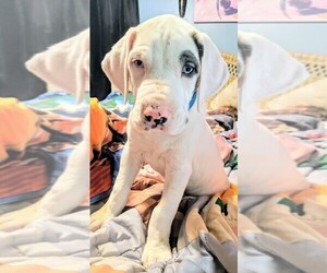 Great Dane Puppy for sale in WILM, NC, USA