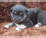 Small Photo #2 Wolf Hybrid Puppy For Sale in SAINT IGNATIUS, MT, USA