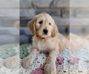 Goldendoodle Puppy for sale in SEVERANCE, CO, USA