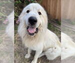 Small #3 Great Pyrenees
