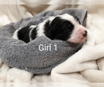 Puppy 2 Saint Berdoodle