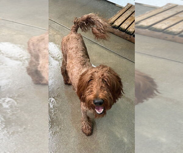 Medium Photo #4 Poodle (Standard) Puppy For Sale in Oak Bluffs, MA, USA