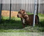 Small Photo #2 American Bully Puppy For Sale in BOLIVAR, MO, USA