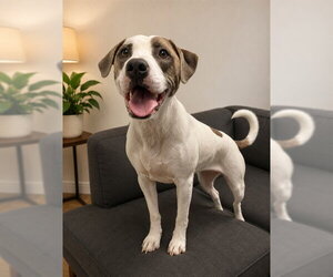 NOWHERE - Female Mutt Dog for Adoption - Photo #2