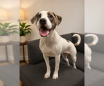 Small Photo #2 Mutt Puppy For Sale in Peoria, IL, USA
