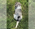 Small #6 Dachshund