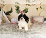 Small Photo #9 Zuchon Puppy For Sale in WARSAW, IN, USA