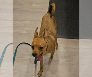BUSTER - Male Chiweenie Dog for Adoption - Photo #2