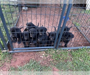 Labrador Retriever Litter for sale in AMHERST, VA, USA