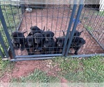 Image preview for Ad Listing. Nickname: Litter of 8