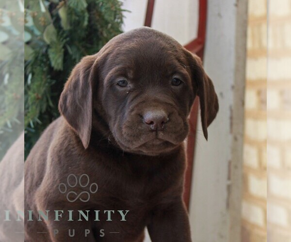 Medium Photo #1 Labrador Retriever Puppy For Sale in JONESTOWN, PA, USA
