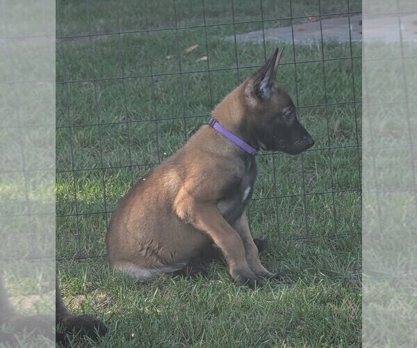 Medium Photo #17 Belgian Malinois Puppy For Sale in OSHKOSH, WI, USA