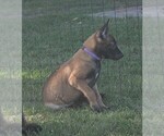 Small #16 Belgian Malinois