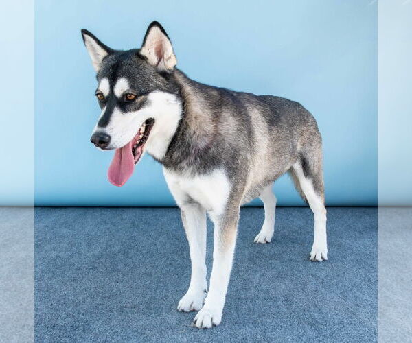 Medium Photo #3 Siberian Husky Puppy For Sale in Pasadena, CA, USA