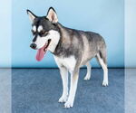 Small #2 Siberian Husky