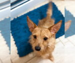 Small #1 Cairn Terrier Mix