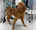 Small #1 Golden Retriever Mix