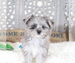 Small #4 Pomeranian-Poodle (Toy) Mix