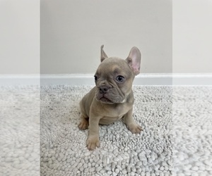 French Bulldog Puppy for sale in CHARLESTON, SC, USA