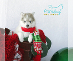 Small Photo #3 Pomsky Puppy For Sale in WEST PALM BCH, FL, USA