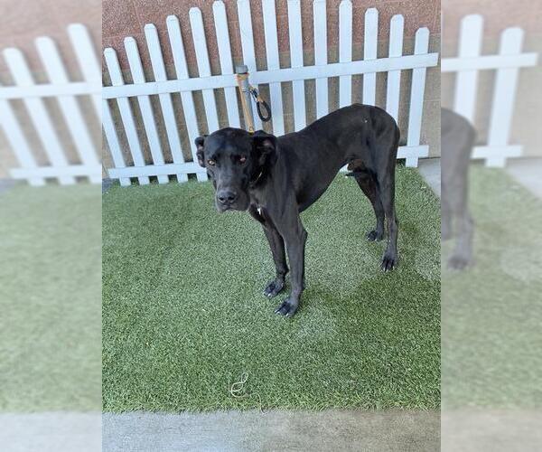 Medium Photo #1 Great Dane Puppy For Sale in Modesto, CA, USA