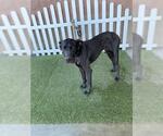 Small Great Dane
