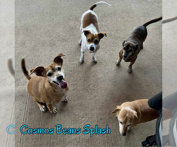Medium Photo #41 Chiweenie Puppy For Sale in San Antonio, TX, USA