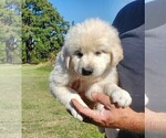 Small Photo #2 Anatolian Shepherd-Great Pyrenees Mix Puppy For Sale in AGRA, OK, USA