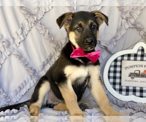 German Shepherd Dog Puppy for sale in LANCASTER, PA, USA