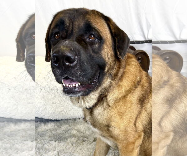 Medium Photo #1 Mastiff Puppy For Sale in Goodyear, AZ, USA