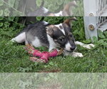 Small #1 Collie Mix