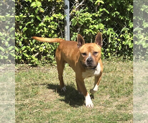 Medium Photo #3 Mutt Puppy For Sale in Glen Allen, VA, USA