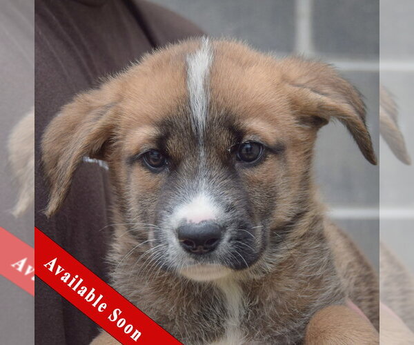 Medium Photo #1 Golden Shepherd Puppy For Sale in Huntley, IL, USA