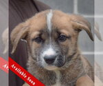 Small Golden Shepherd