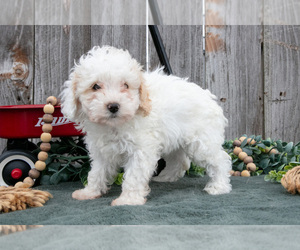 Medium Poodle (Toy)