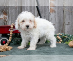 Puppy Daisy Poodle (Toy)