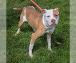 Small #4 American Staffordshire Terrier-Boxer Mix
