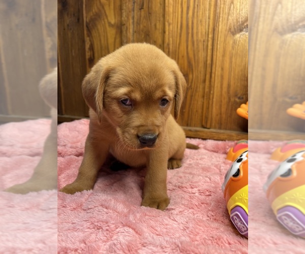 Medium Photo #7 Labrador Retriever Puppy For Sale in NEOLA, WV, USA
