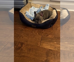 French Bulldog Puppy for sale in LOCUST GROVE, GA, USA