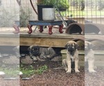 Small Caucasian Shepherd Dog-Irish Wolfhound Mix