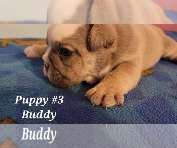 Medium Photo #5 English Bulldog Puppy For Sale in COLUMBUS, OH, USA