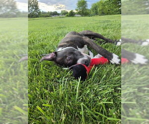 Louis - Male Mutt Dog for Adoption - Photo #2