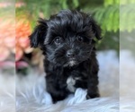 Small #3 Morkie