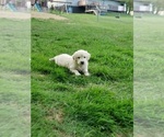 Puppy 6 English Cream Golden Retriever