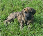 Small Photo #1 Great Dane Puppy For Sale in LEANDER, TX, USA