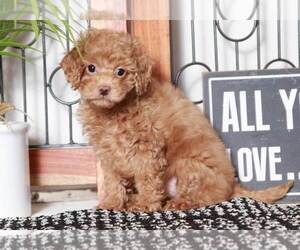 Cavapoo Puppy for sale in NAPLES, FL, USA
