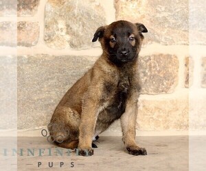 Belgian Malinois Puppy for sale in NEW HOLLAND, PA, USA